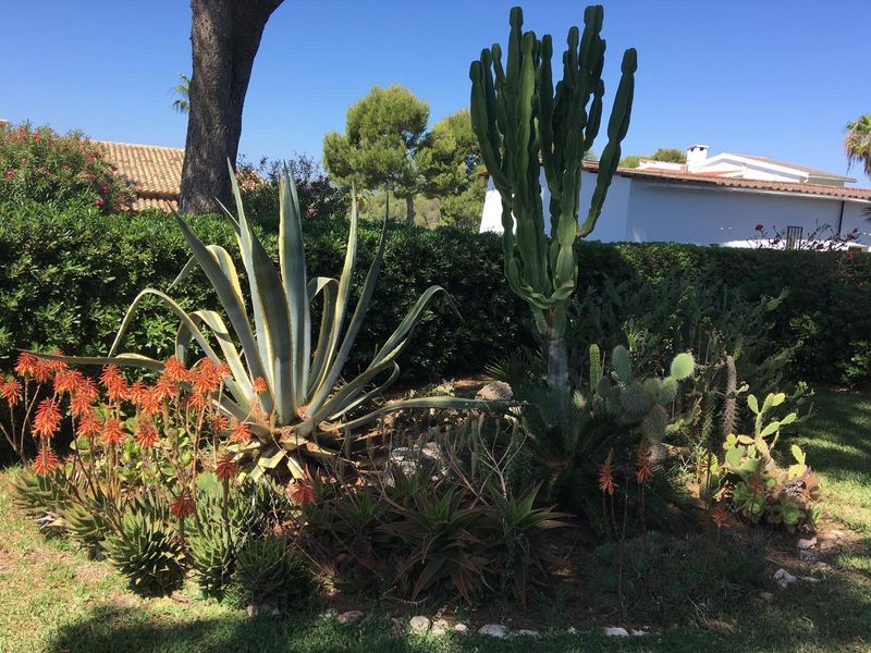 Kaktusgarten